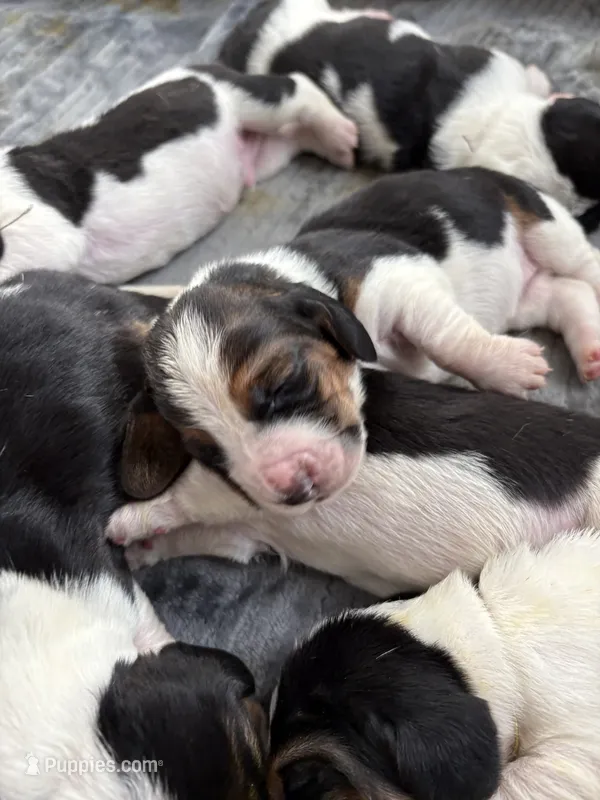 Orange girl – Basset Hound puppy for sale in Colorado Springs, CO