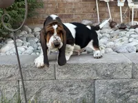 BigSpot, a male Basset Hound for sale in Colorado Springs, CO – 4 of 10