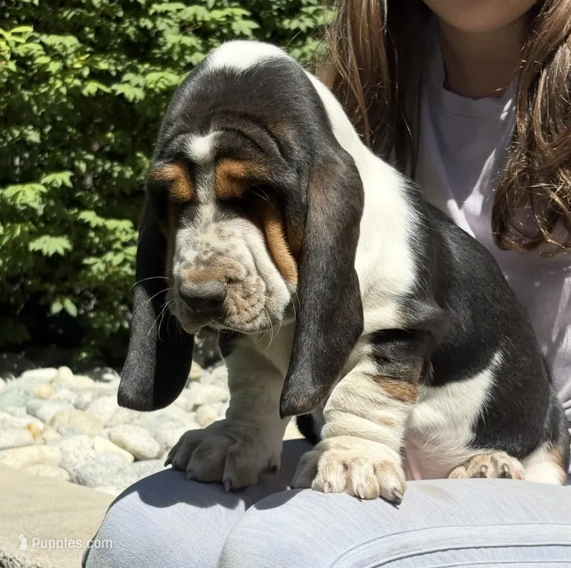 Diamond – Basset Hound puppy for sale in Colorado Springs, CO