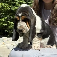 Diamond, a male Basset Hound for sale in Colorado Springs, CO – 1 of 10