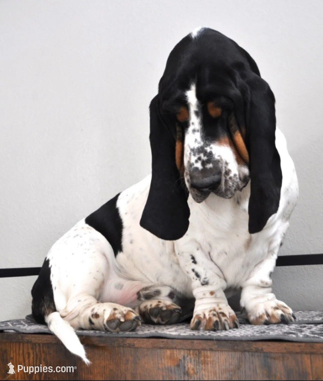 Walter Jr, a male Basset Hound for sale in Colorado Springs, CO – Photo 4 of 9