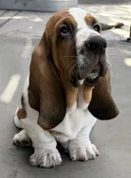 Euro Dewy, a male Basset Hound for sale in Colorado Springs, CO – 4 of 10