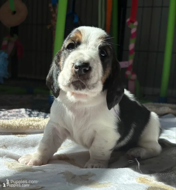 Big purple male – Basset Hound puppy for sale in Colorado Springs, CO