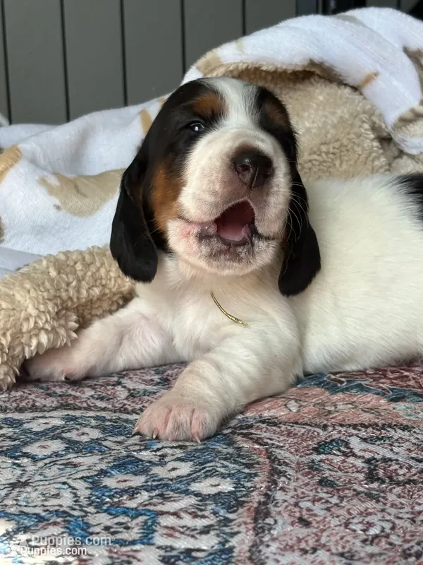 Golden girl – Basset Hound puppy for sale in Colorado Springs, CO