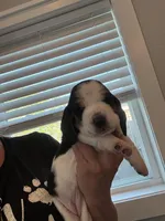 Big Blaze, a female Basset Hound for sale in Colorado Springs, CO – Photo 2 of 10