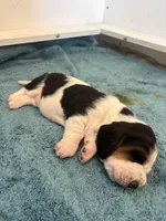 Big Blaze, a female Basset Hound for sale in Colorado Springs, CO – Photo 3 of 10
