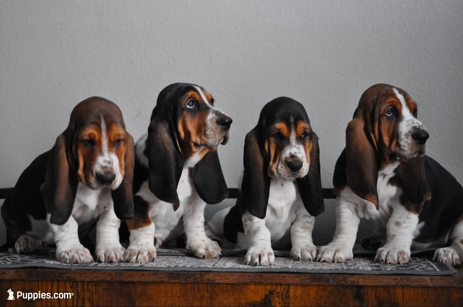 Golden girl, a female Basset Hound for sale in Colorado Springs, CO – 7 of 7