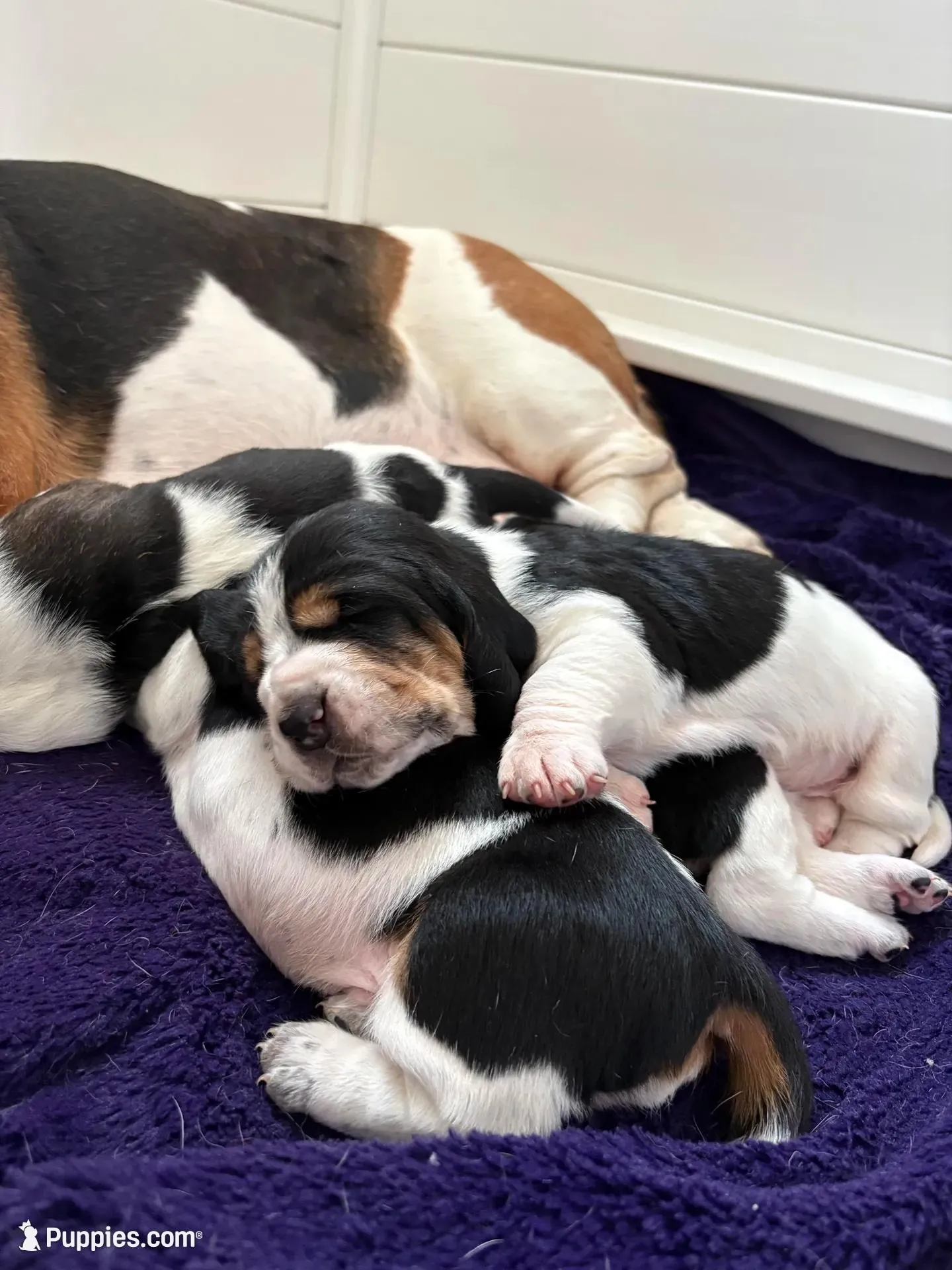 Belly, a male Basset Hound for sale in Colorado Springs, CO – Photo 10 of 10