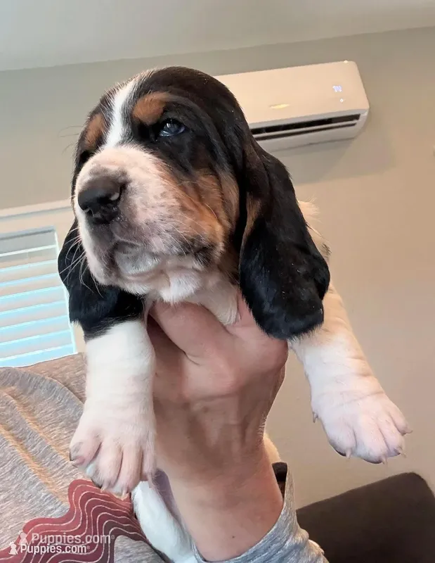Belly – Basset Hound puppy for sale in Colorado Springs, CO