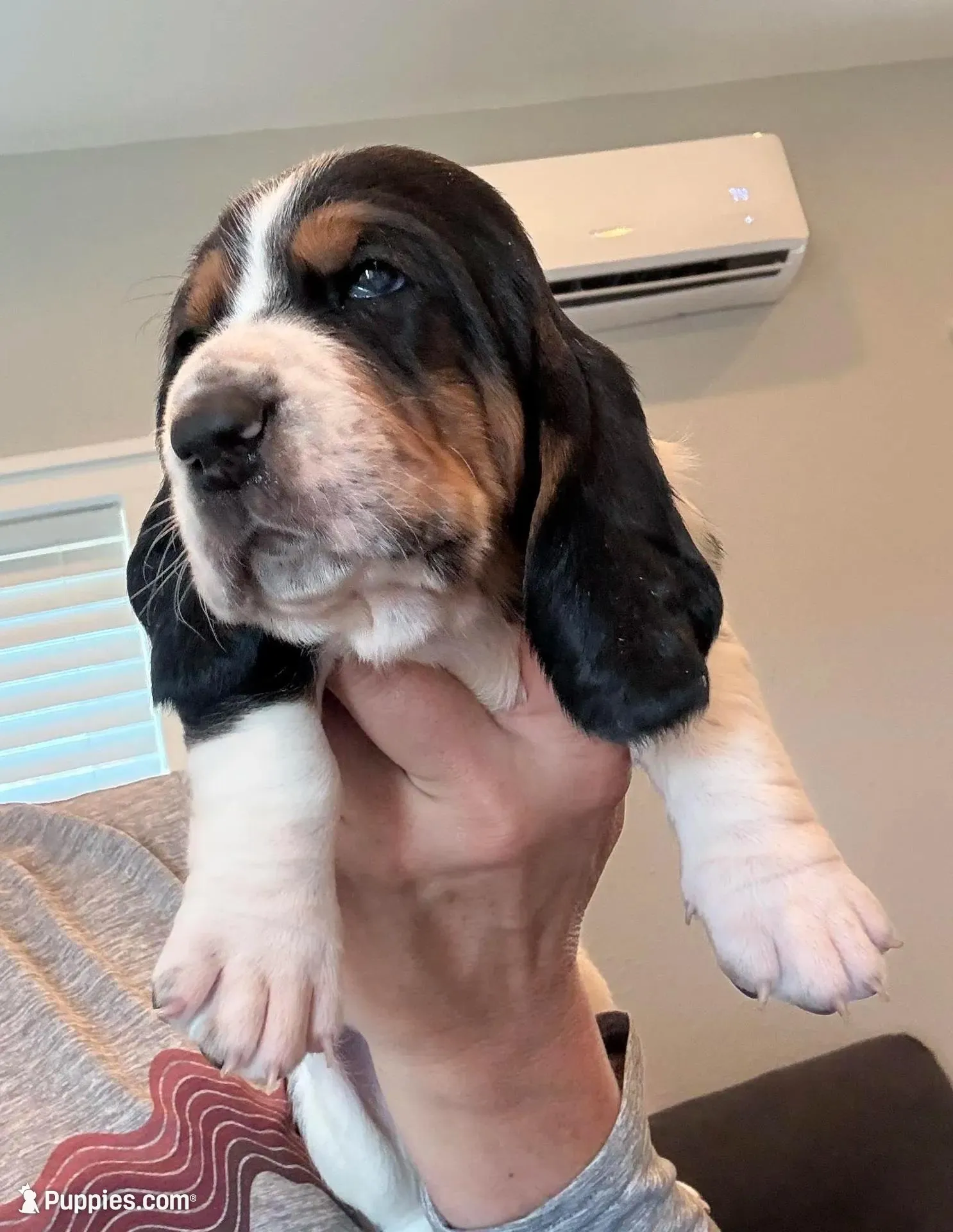 Belly, a male Basset Hound for sale in Colorado Springs, CO – Photo 1 of 10