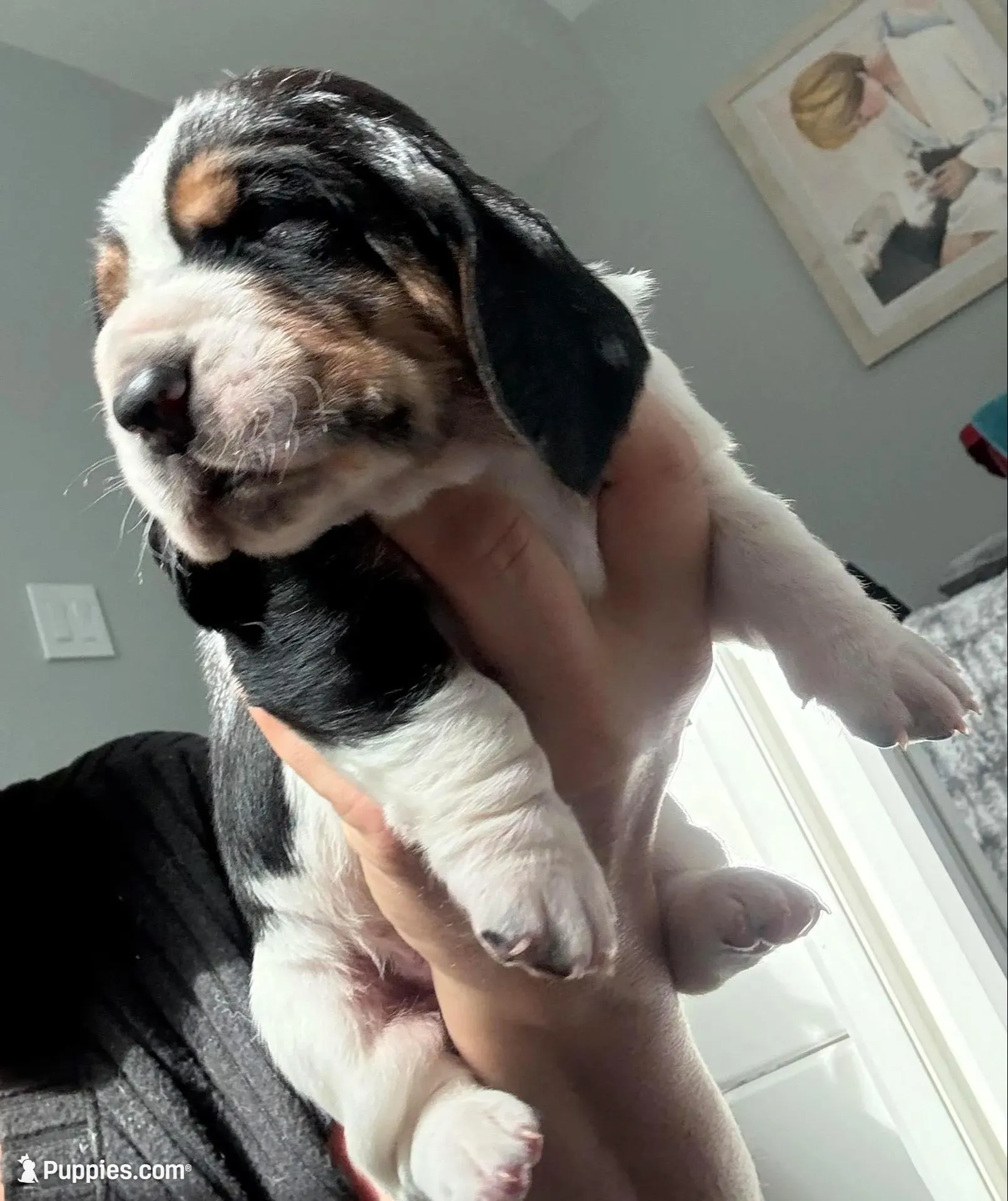 Belly, a male Basset Hound for sale in Colorado Springs, CO – Photo 2 of 10