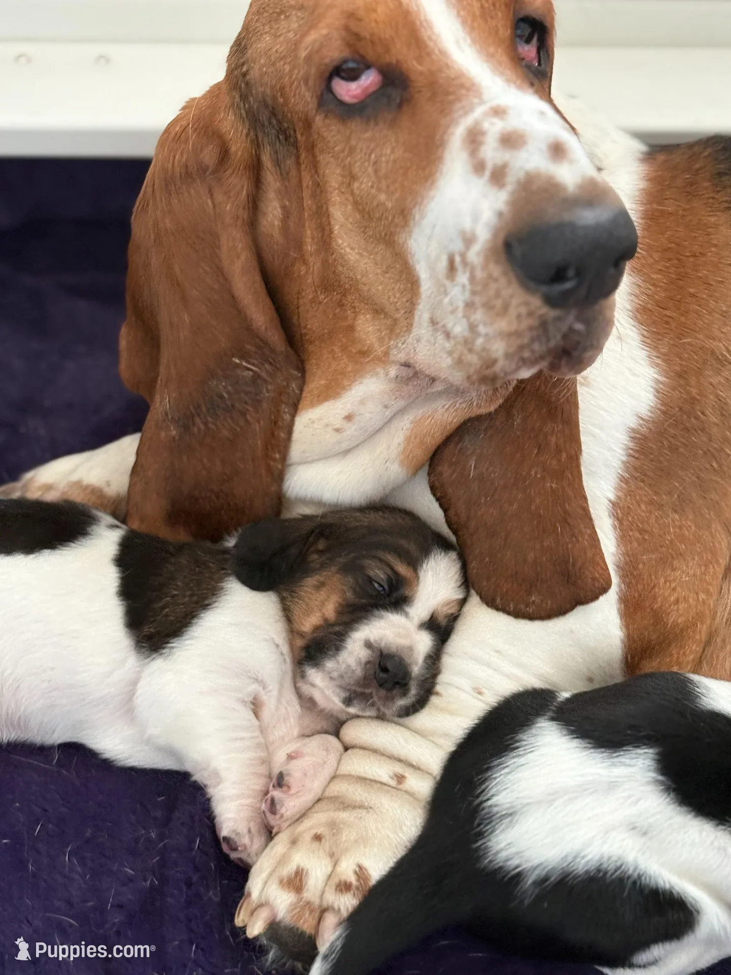 Belly, a male Basset Hound for sale in Colorado Springs, CO – Photo 3 of 10
