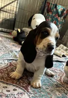 Blue girl, a female Basset Hound for sale in Colorado Springs, CO – 2 of 5
