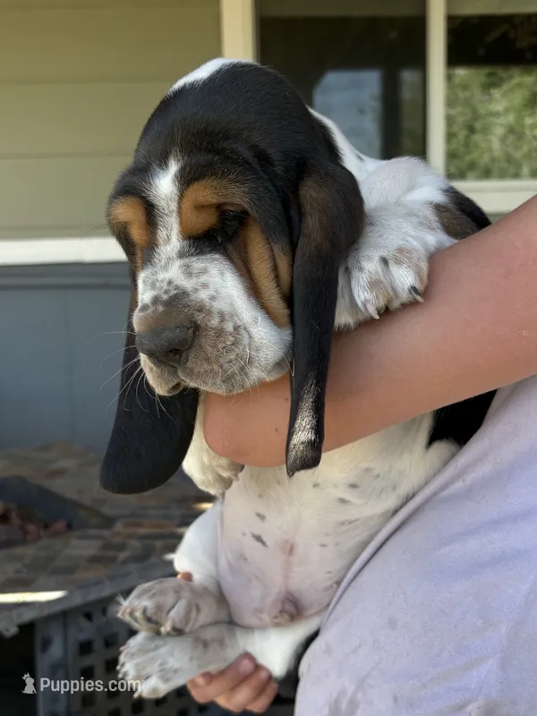 Diamond – Basset Hound puppy for sale in Colorado Springs, CO
