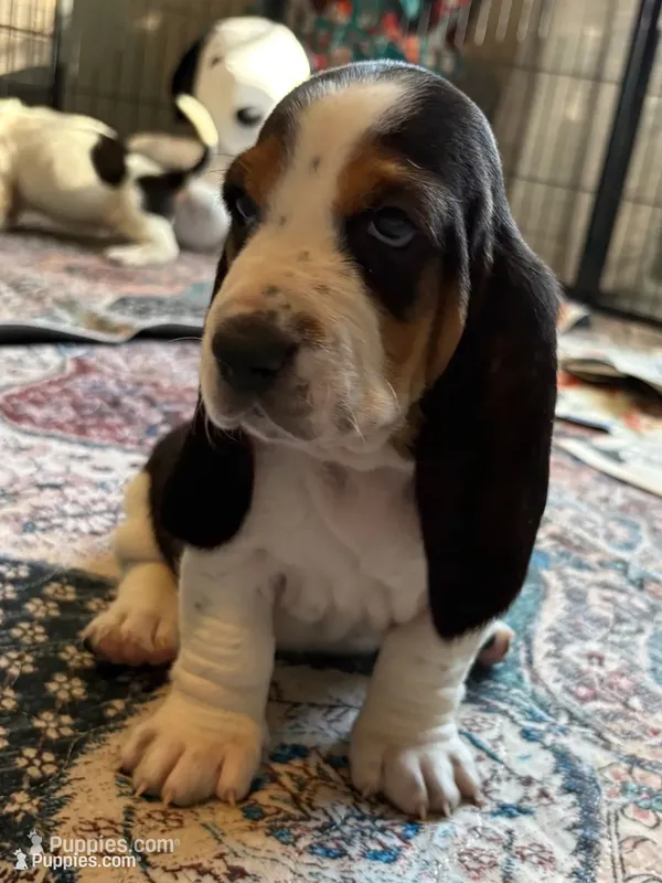 Blue girl, a female Basset Hound for sale in Colorado Springs, CO – 1 of 5