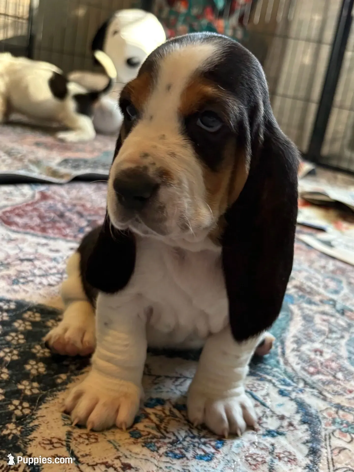 Blue girl, a female Basset Hound for sale in Colorado Springs, CO – 1 of 5