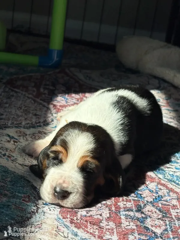 Orange girl – Basset Hound puppy for sale in Colorado Springs, CO