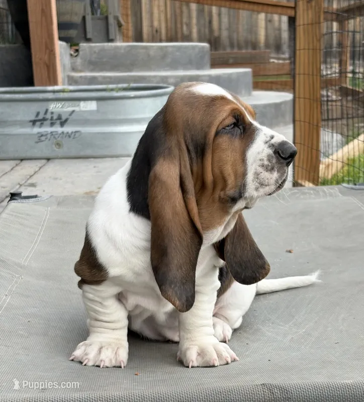 Star boy – Basset Hound puppy for sale in Colorado Springs, CO