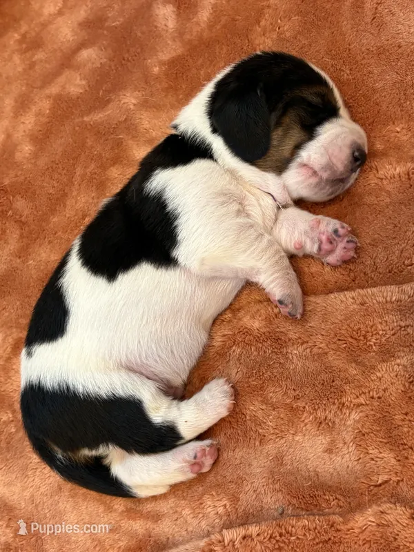 Big purple male – Basset Hound puppy for sale in Colorado Springs, CO