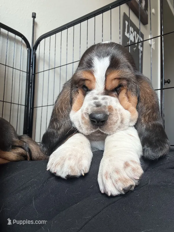 Spot – Basset Hound puppy for sale in Colorado Springs, CO