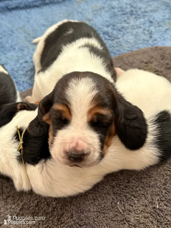 Orange girl – Basset Hound puppy for sale in Colorado Springs, CO