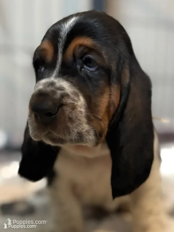 Light brown girl – Basset Hound puppy for sale in Colorado Springs, CO