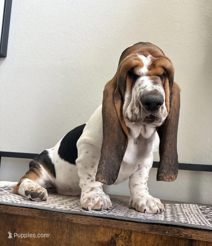 Belly spot – Basset Hound puppy for sale in Colorado Springs, CO