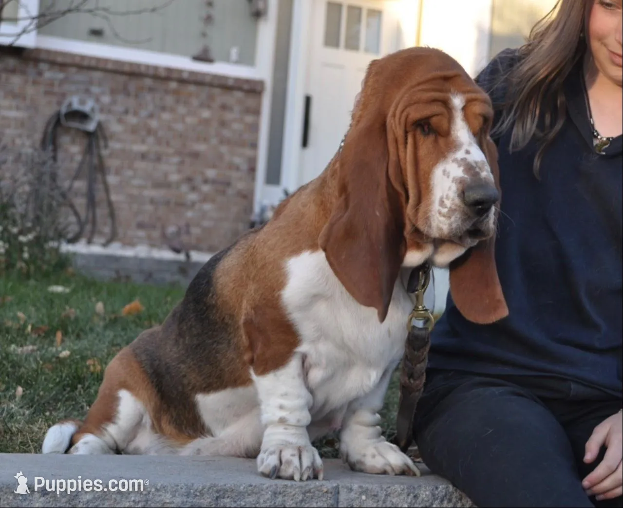 Diamond, a male Basset Hound for sale in Colorado Springs, CO – Photo 3 of 9