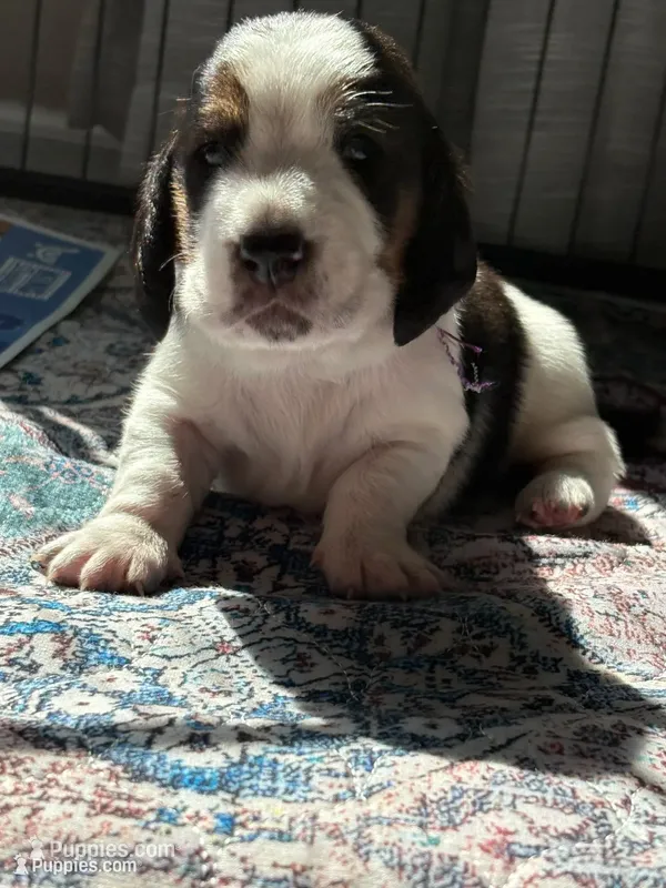 Big purple male – Basset Hound puppy for sale in Colorado Springs, CO