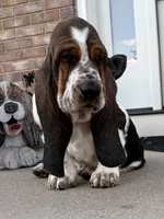 BigSpot, a male Basset Hound for sale in Colorado Springs, CO – 3 of 10