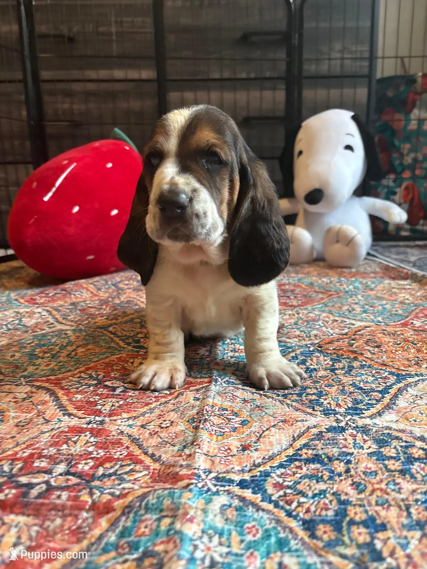 Belly spot, a male Basset Hound for sale in Colorado Springs, CO – 1 of 8