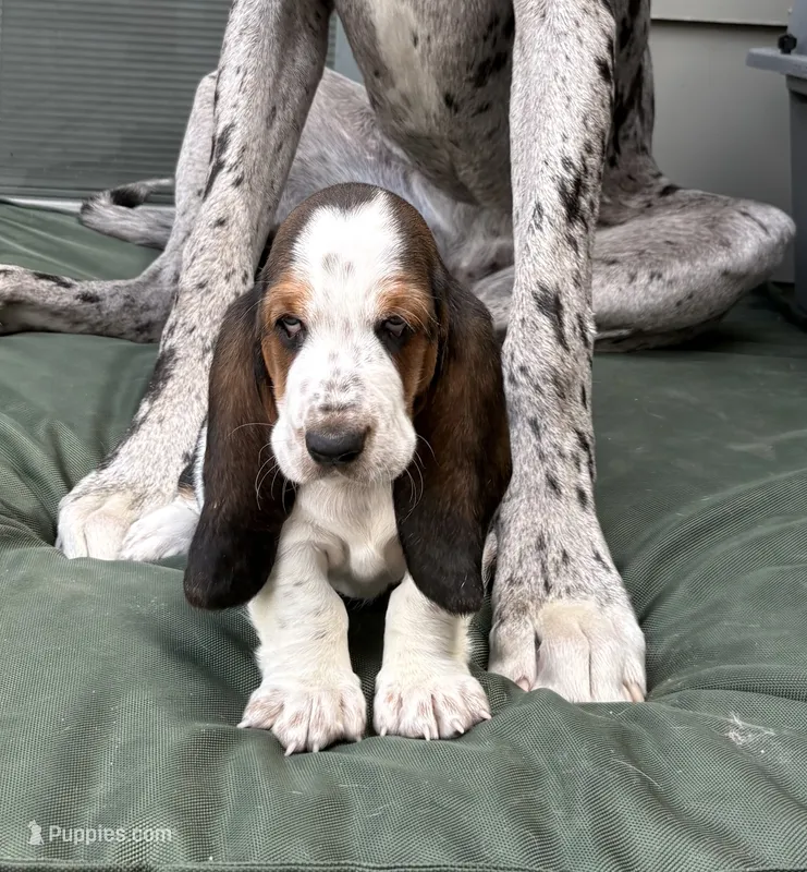 Big Blaze with spots – Basset Hound puppy for sale in Colorado Springs, CO