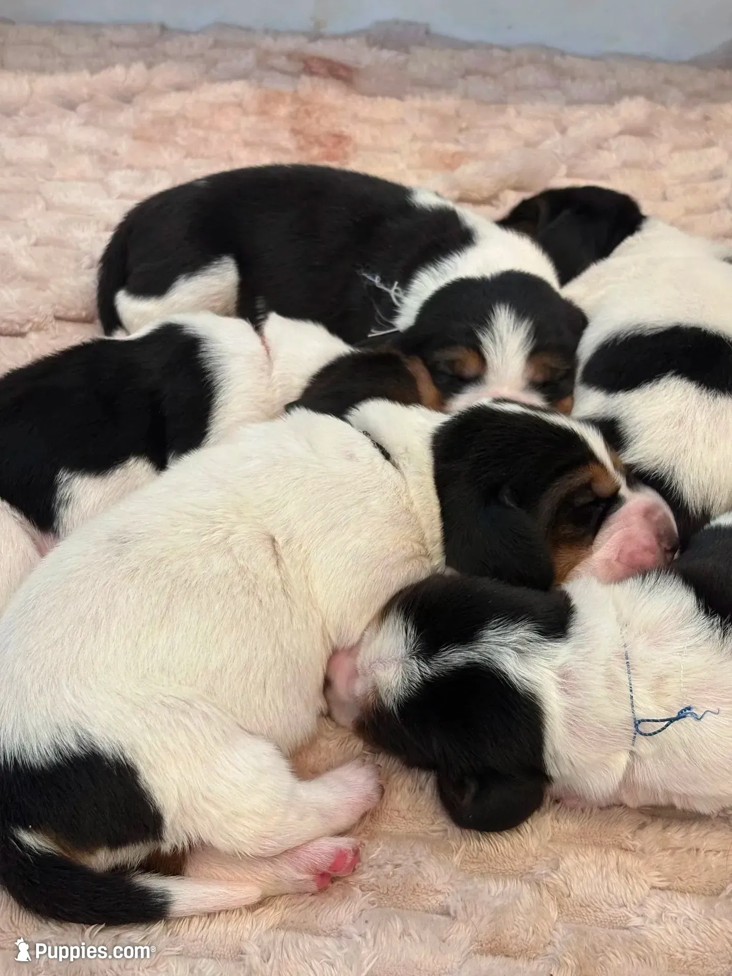 Orange girl, a female Basset Hound for sale in Colorado Springs, CO – 4 of 7