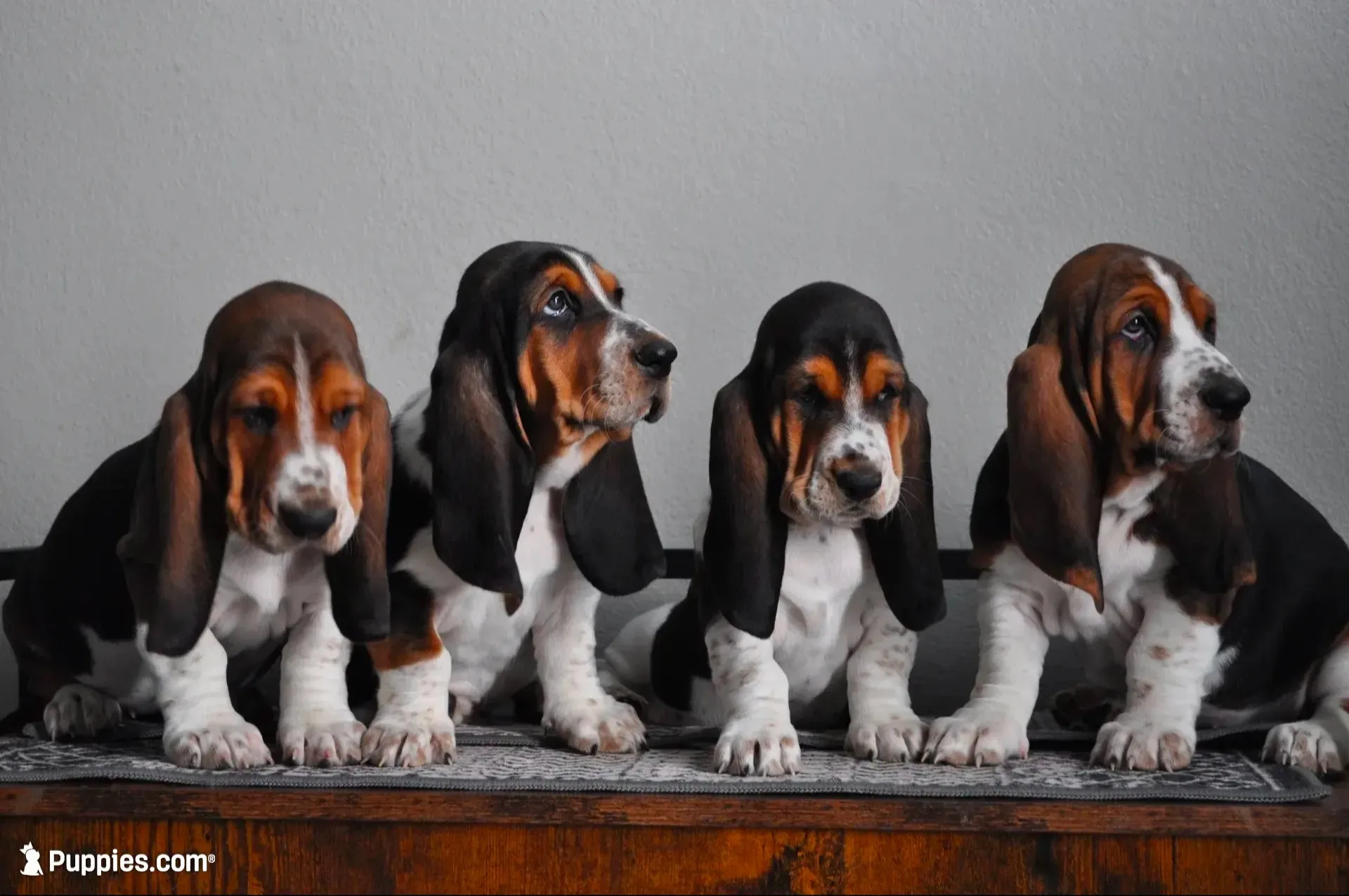 Orange girl, a female Basset Hound for sale in Colorado Springs, CO – 6 of 7