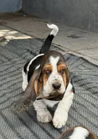 Spot, a male Basset Hound for sale in Colorado Springs, CO – 5 of 10