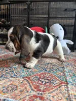  Big Blaze 2, a female Basset Hound for sale in Colorado Springs, CO – 4 of 6