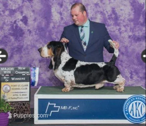 Walter Jr, a male Basset Hound for sale in Colorado Springs, CO – Photo 9 of 9