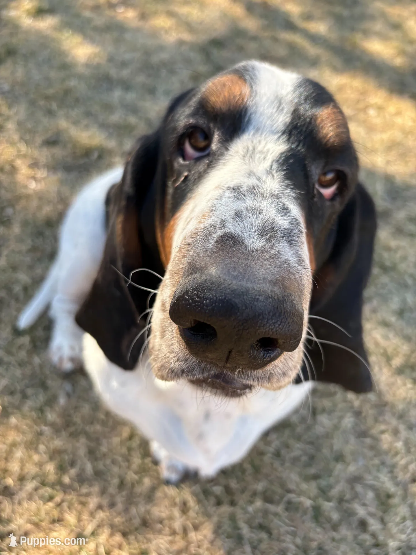 Belly, a male Basset Hound for sale in Colorado Springs, CO – Photo 7 of 10