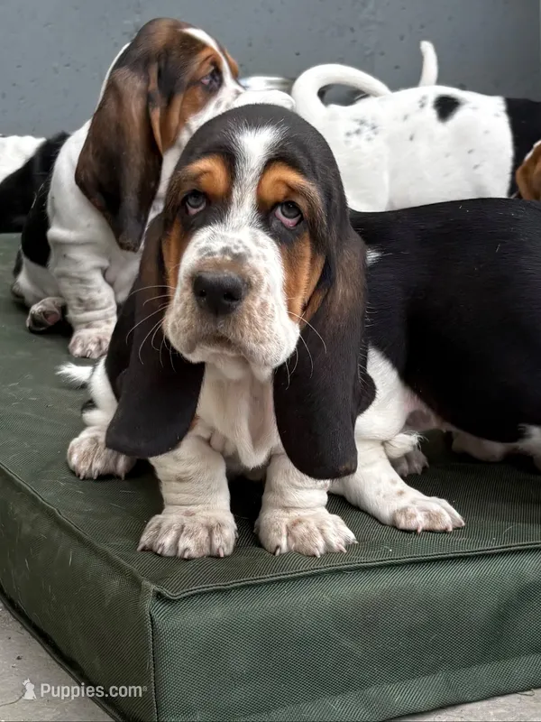 Diamond – Basset Hound puppy for sale in Colorado Springs, CO