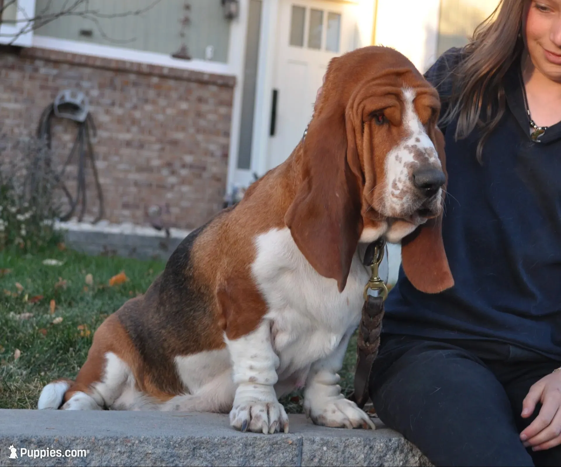 Orange girl, a female Basset Hound for sale in Colorado Springs, CO – 5 of 7
