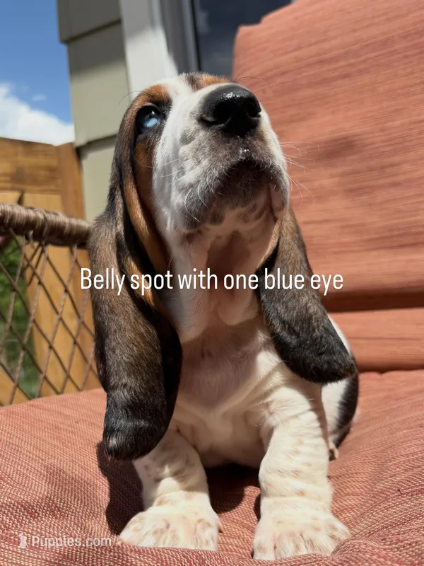 Belly spot – Basset Hound puppy for sale in Colorado Springs, CO