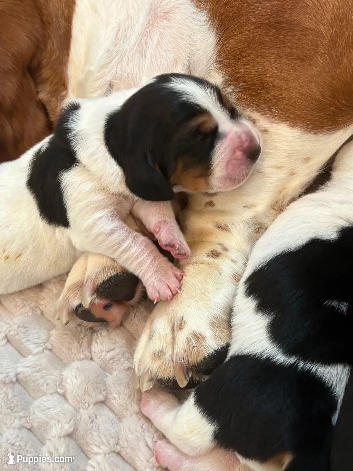 Golden girl, a female Basset Hound for sale in Colorado Springs, CO – 2 of 7