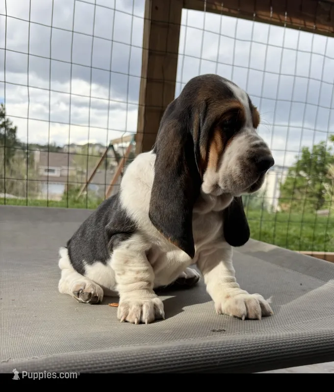 Spot – Basset Hound puppy for sale in Colorado Springs, CO