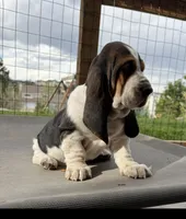 Spot, a male Basset Hound for sale in Colorado Springs, CO – 6 of 10
