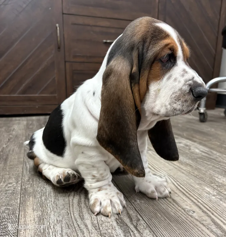 Belly spot – Basset Hound puppy for sale in Colorado Springs, CO