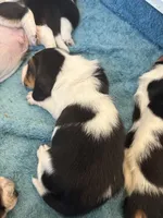 Star, a female Basset Hound for sale in Colorado Springs, CO – Photo 2 of 8