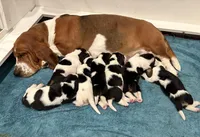 Star, a female Basset Hound for sale in Colorado Springs, CO – Photo 3 of 8