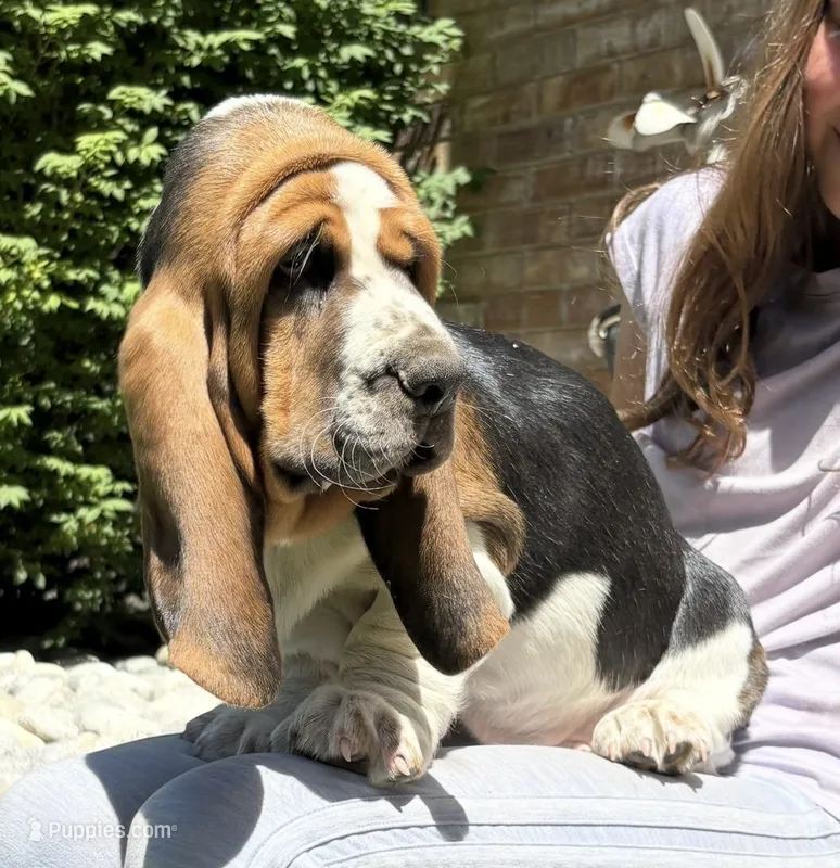 Euro Dewy – Basset Hound puppy for sale in Colorado Springs, CO
