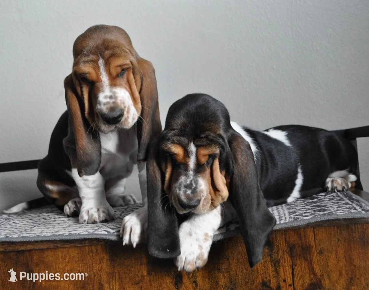 Diamond, a male Basset Hound for sale in Colorado Springs, CO – Photo 8 of 9