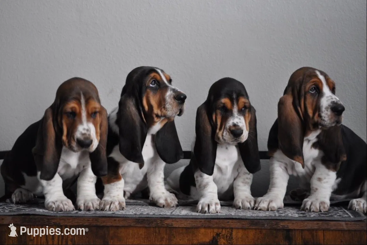 Star, a female Basset Hound for sale in Colorado Springs, CO – Photo 7 of 8